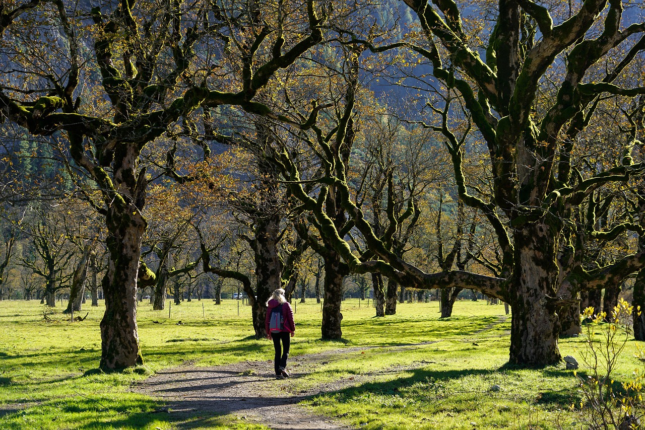 hike nature sycamore woman freedom old trees trees forest path fall walk vacations