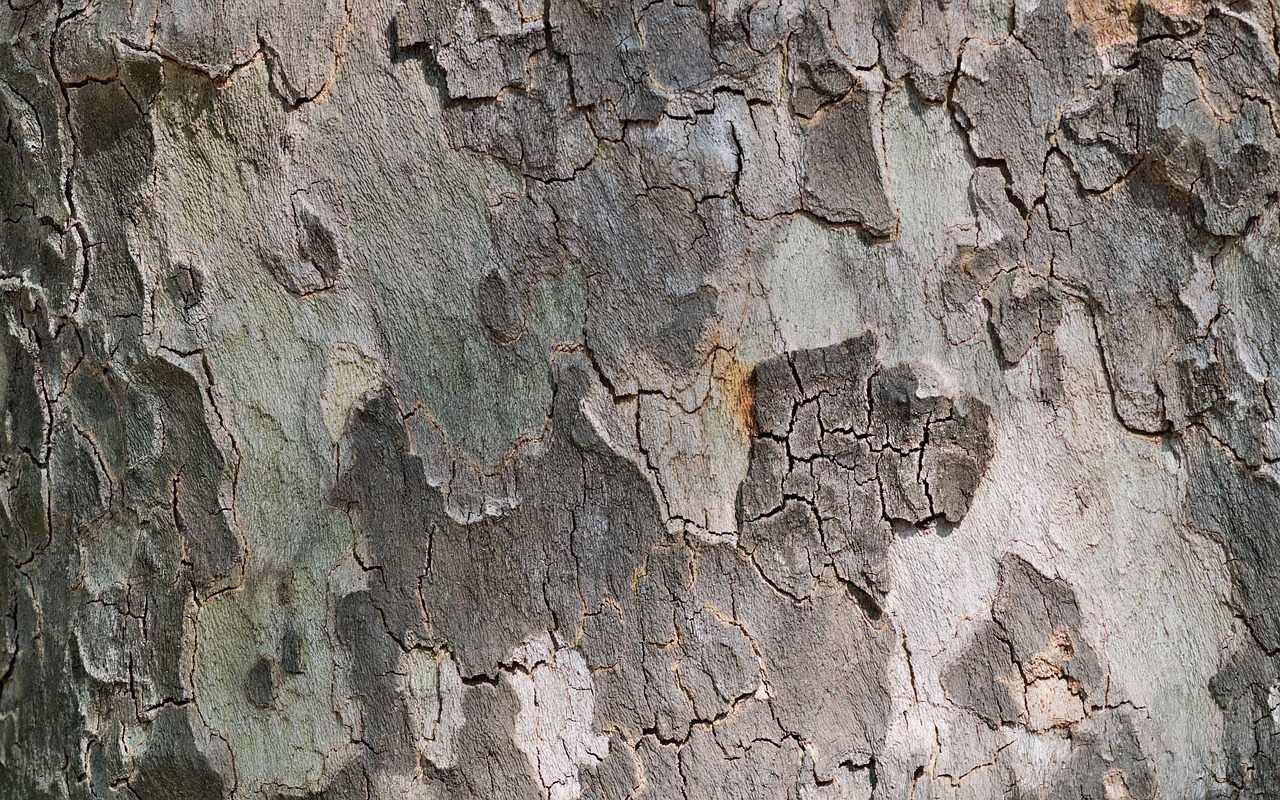 sycamore tree bark nature sycamore sycamore sycamore sycamore sycamore bark