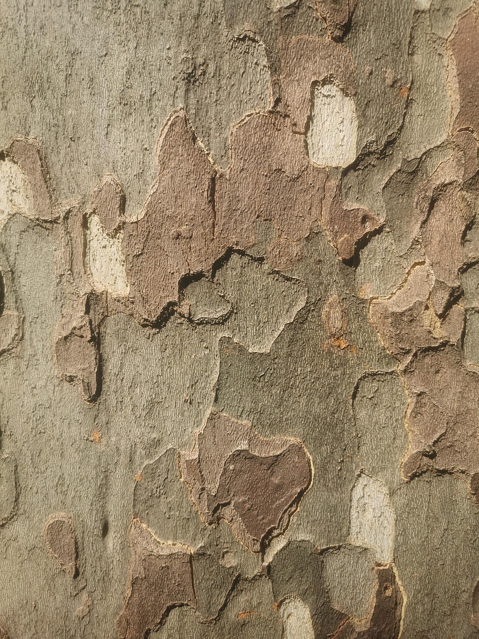 bark tree sycamore tree tree bark beautiful wallpaper background nature texture