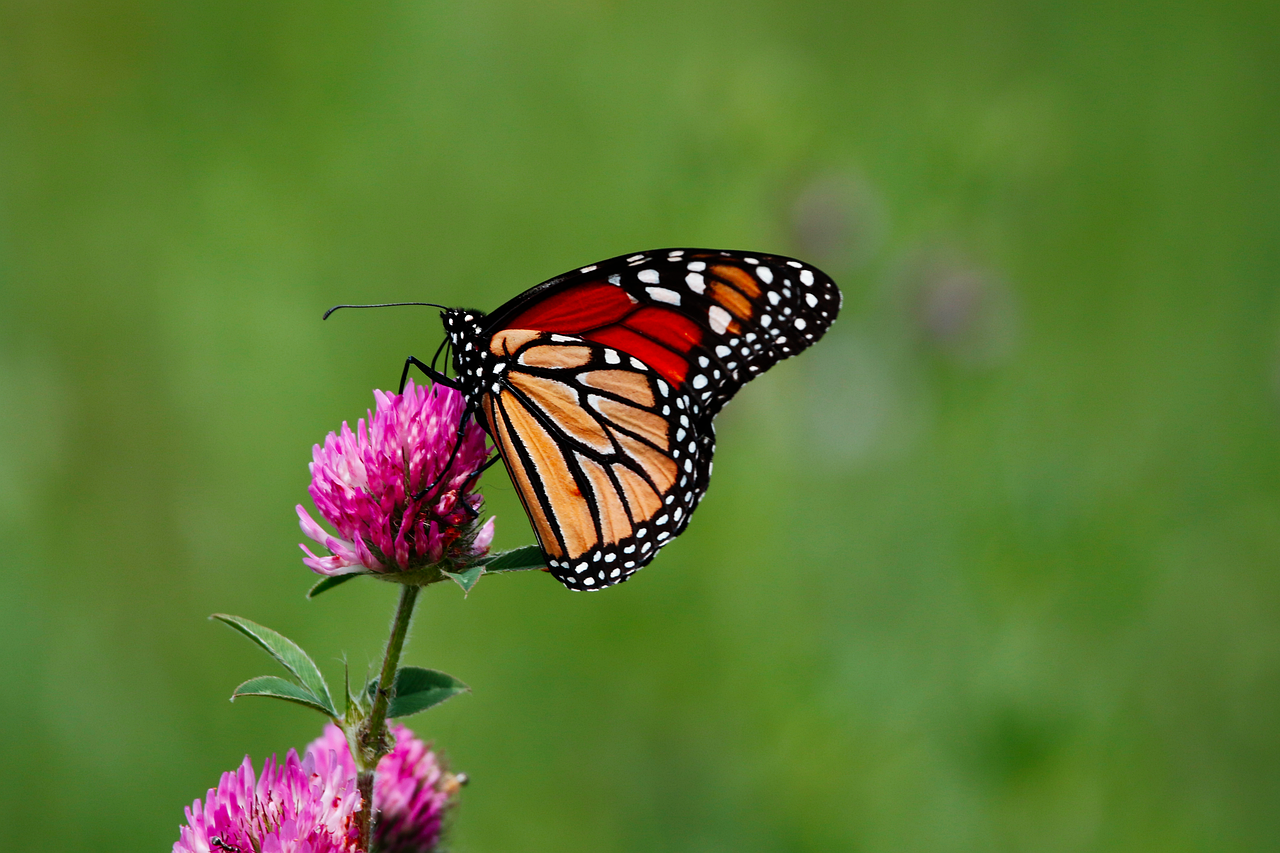 monarch butterfly butterfly insect wings flower wallpaper beautiful flowers flower flower background garden nature lepidoptera pink flower