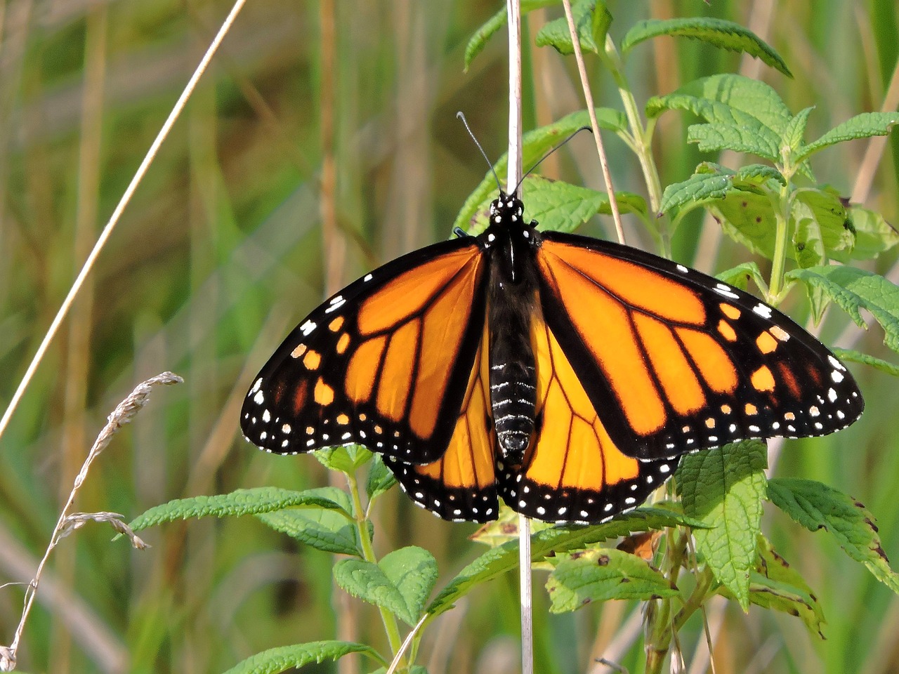 butterfly monarch butterfly monarch insect nature orange black white wing yellow summer bug garden butterfly isolated wildlife monarch butterfly monarch butterfly monarch butterfly monarch butterfly monarch butterfly monarch