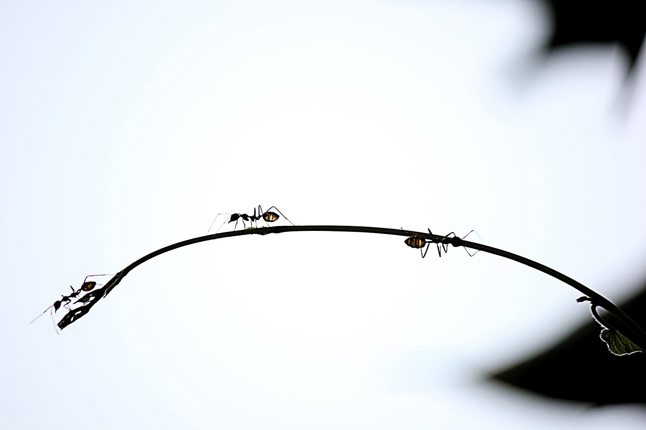 ant red ant climb a tree branch insect silhouette against the light ant ant ant ant ant