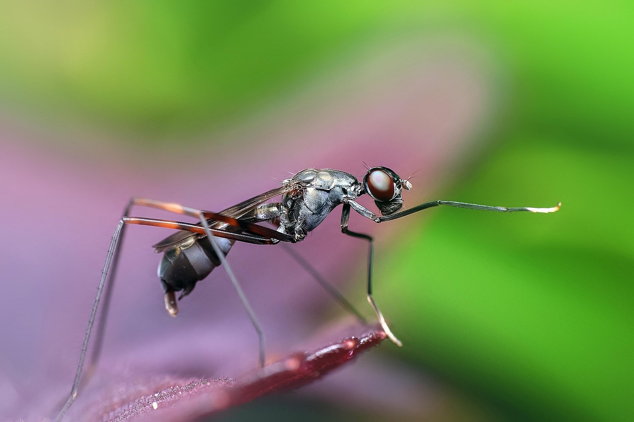 ant insect animal arthropod wildlife nature macro closeup ant ant ant ant ant