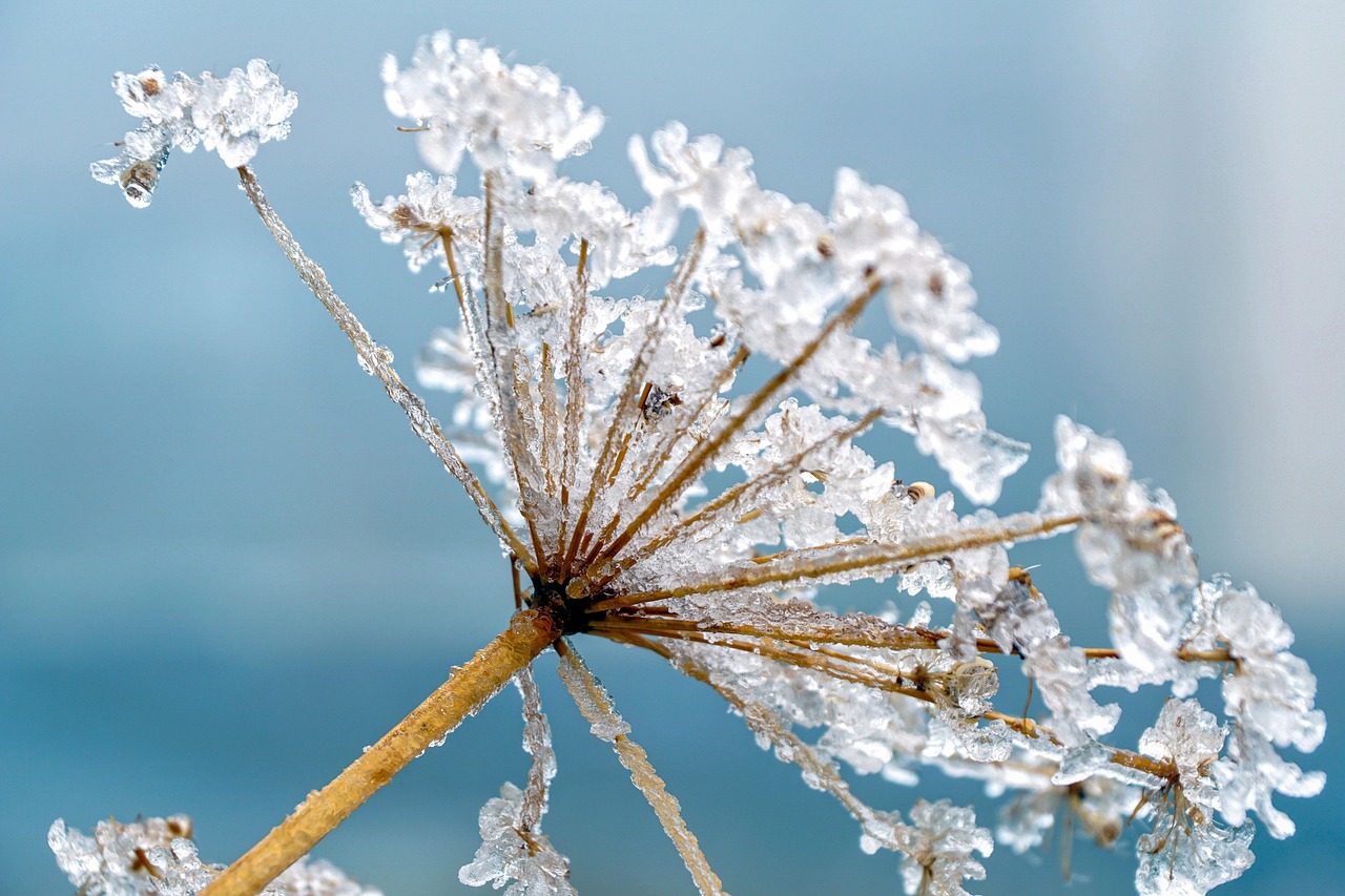 hemlock plant frost frozen water hemlock meadow hogweed ice icy cold iced wintry winter mood winter mood nature closeup frost ice winter winter winter winter winter