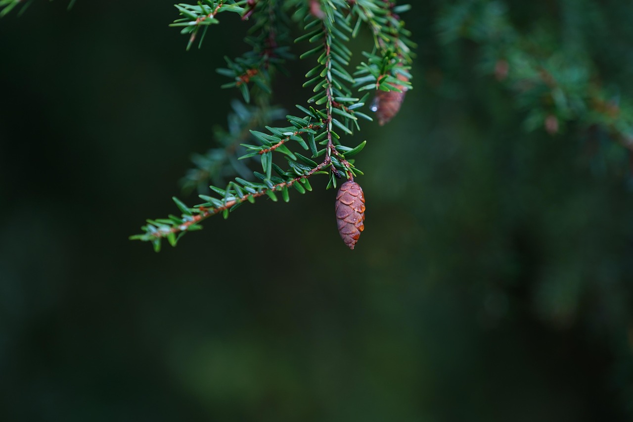 eastern hemlock conifer cone tree conifer needles branch eastern hemlock-spruce canadian hemlock conifer forest nature closeup eastern hemlock eastern hemlock eastern hemlock eastern hemlock eastern hemlock canadian hemlock