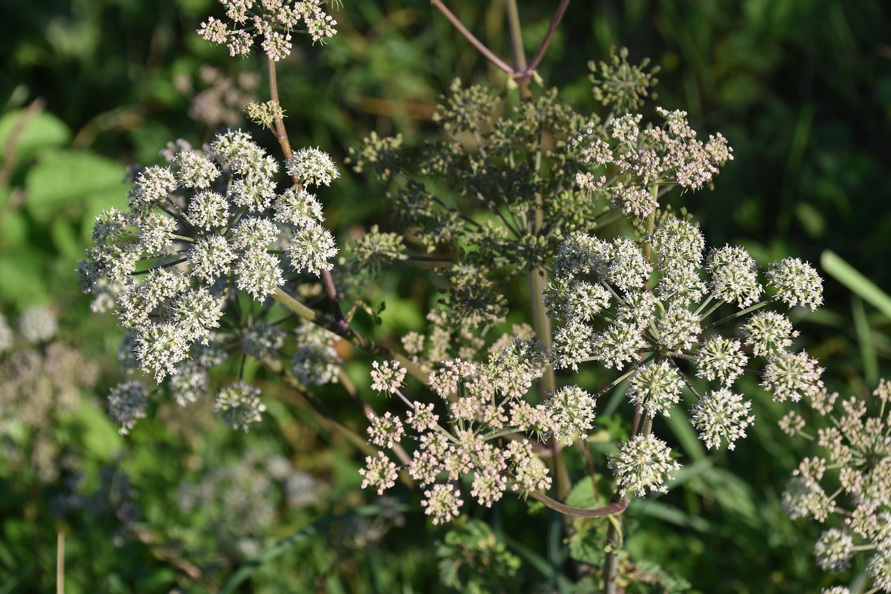 plant bush stems petals hemlock poisonous plant botany flora nature hemlock hemlock hemlock hemlock hemlock