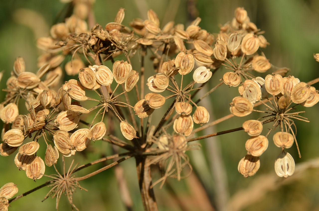 plant seed reproduction brown seed pod nature reproduction reproduction reproduction reproduction reproduction