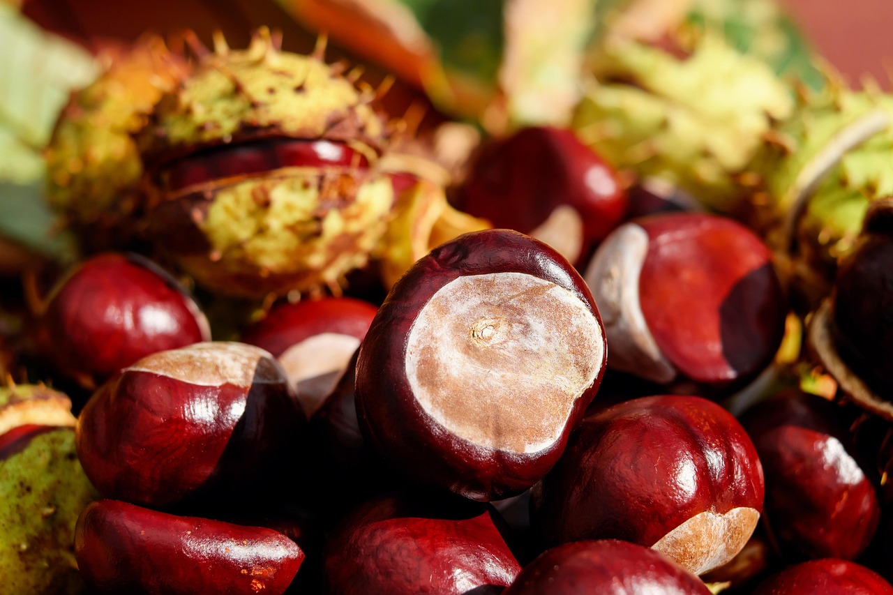 chestnut fruit food snack shiny horse chestnut produce organic closeup chestnut chestnut chestnut chestnut chestnut