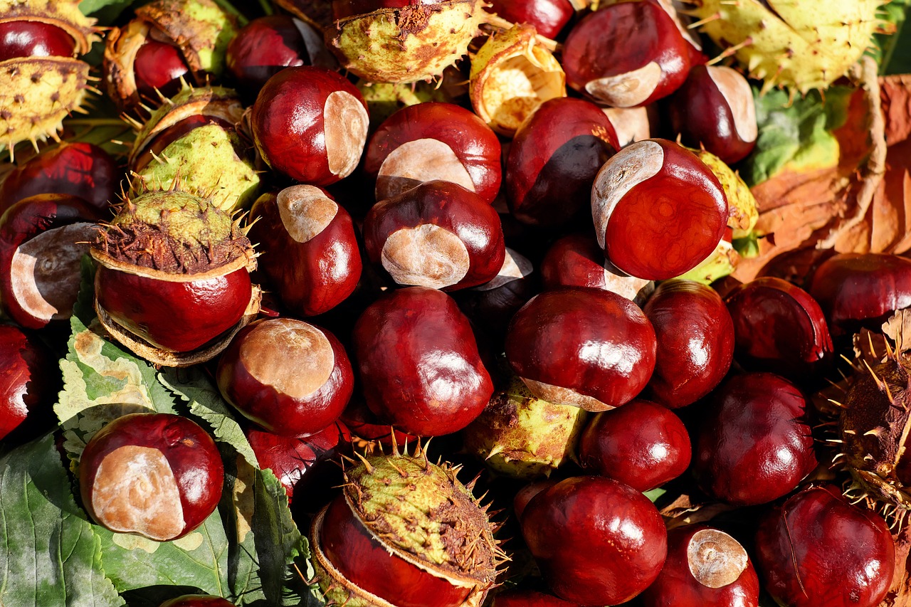 chestnut fruit food nut edible organic produce harvest shiny buckeye horse chestnut chestnut chestnut chestnut chestnut chestnut food