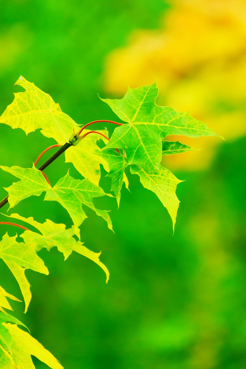 leaves maple tree foliage greenery branch plant flora nature closeup maple maple tree tree tree tree tree greenery greenery greenery greenery greenery plant