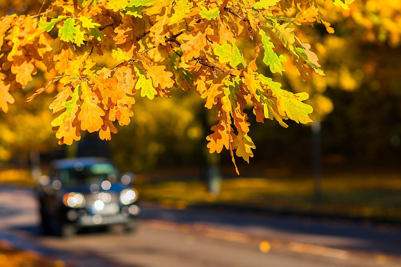 oak leaves branch fall oak leaves yellow leaves foliage tree plant autumn nature sunlight bokeh closeup road oak leaves oak leaves fall fall fall oak oak oak oak oak autumn autumn autumn road