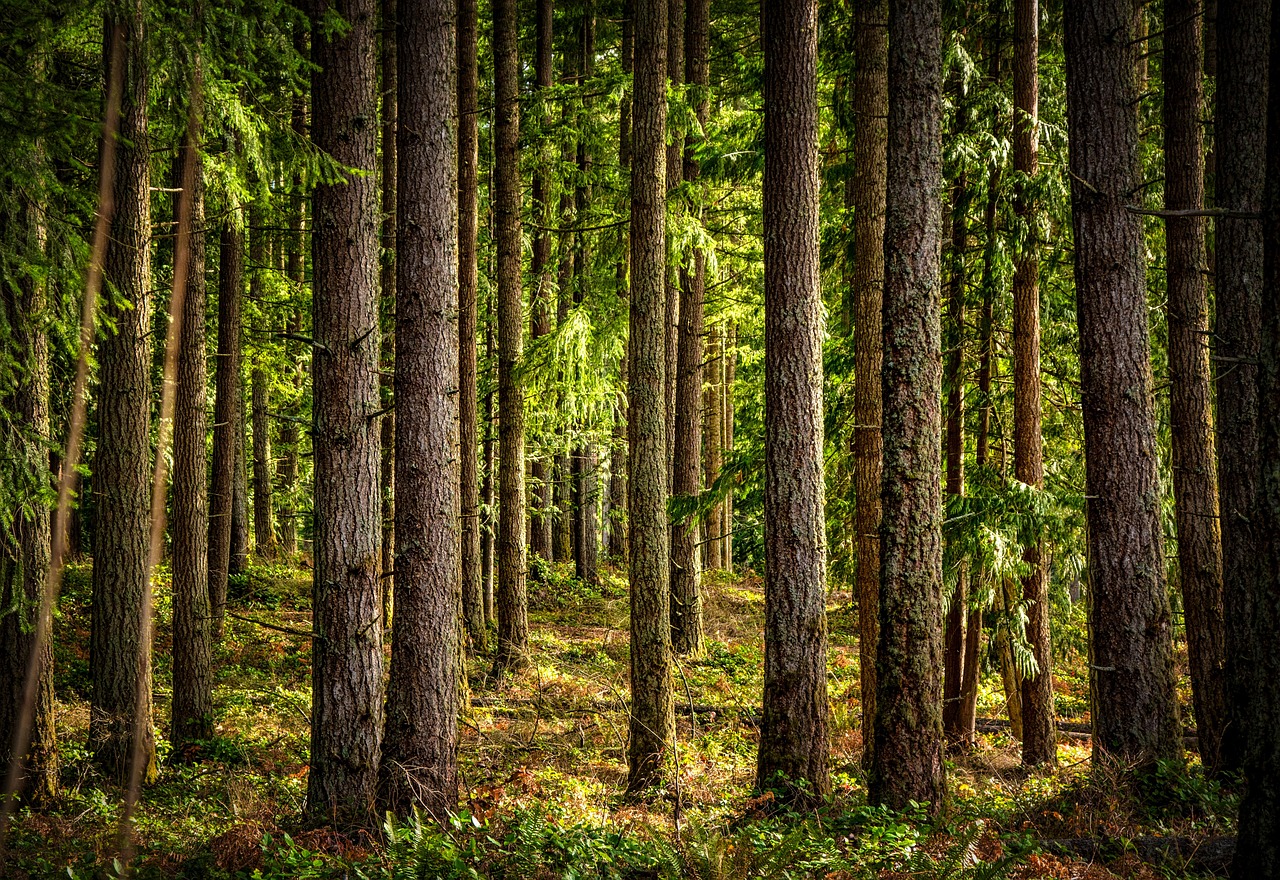 trees forest woods trails nature hemlock douglas fir