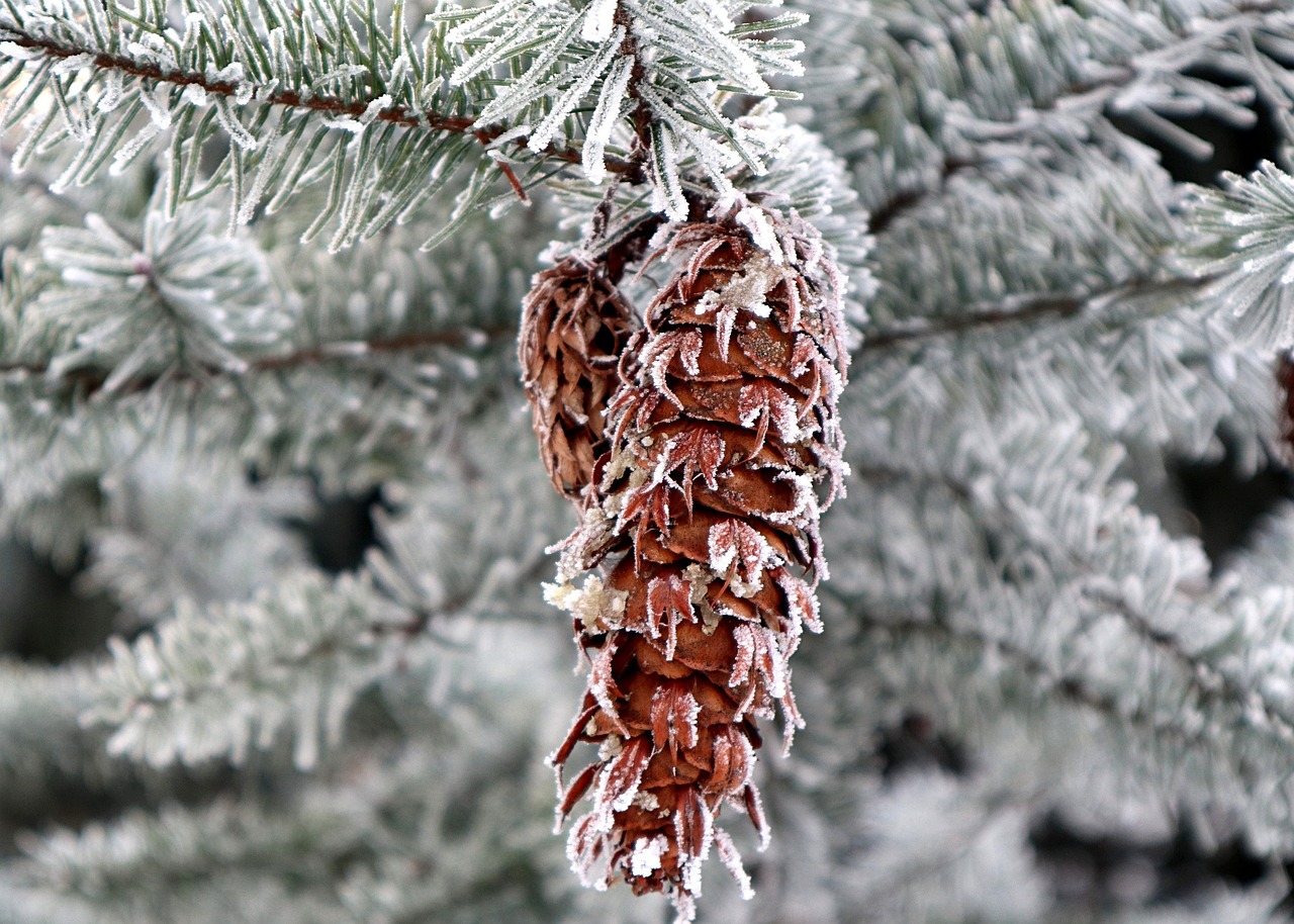 douglas fir frost frosty hoarfrost conifer winter wintry cold nature douglas fir douglas fir douglas fir douglas fir douglas fir
