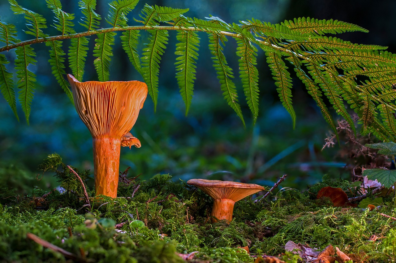 mushrooms saffron milk caps moss fern milkcaps precious saffron milk caps fungi vegetation plants leaves nature closeup mushrooms mushrooms mushrooms mushrooms mushrooms moss moss fern fern fern fern fungi fungi fungi nature