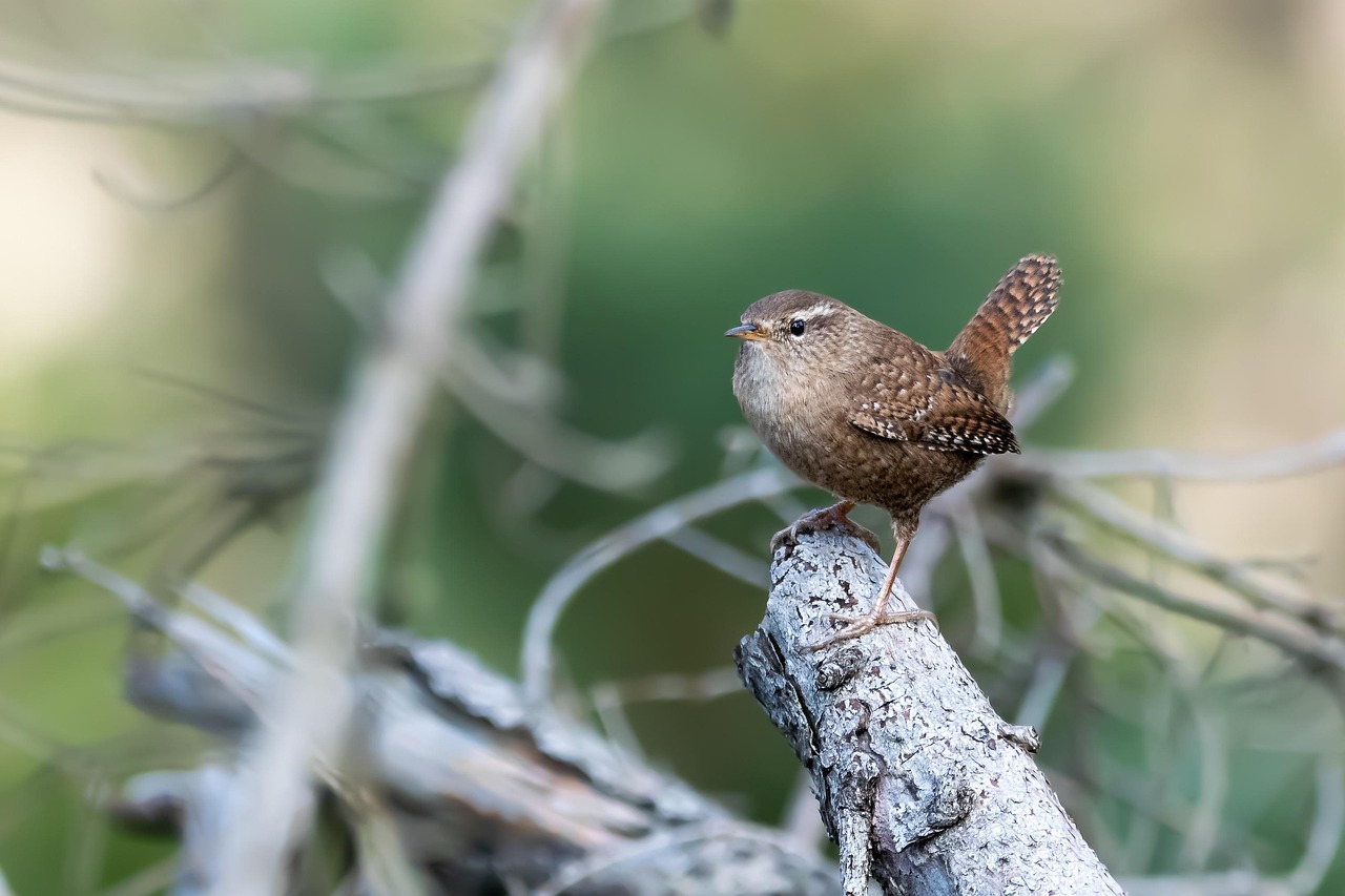 wren bird wood perched animal songbird wildlife feathers plumage nature birdwatching wren wren wren wren wren