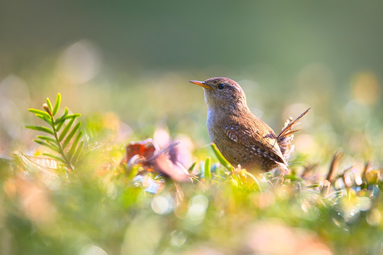 wren bird perched animal feathers plumage beak bill bird watching ornithology animal world nature small bird wren wren wren wren wren bird bird