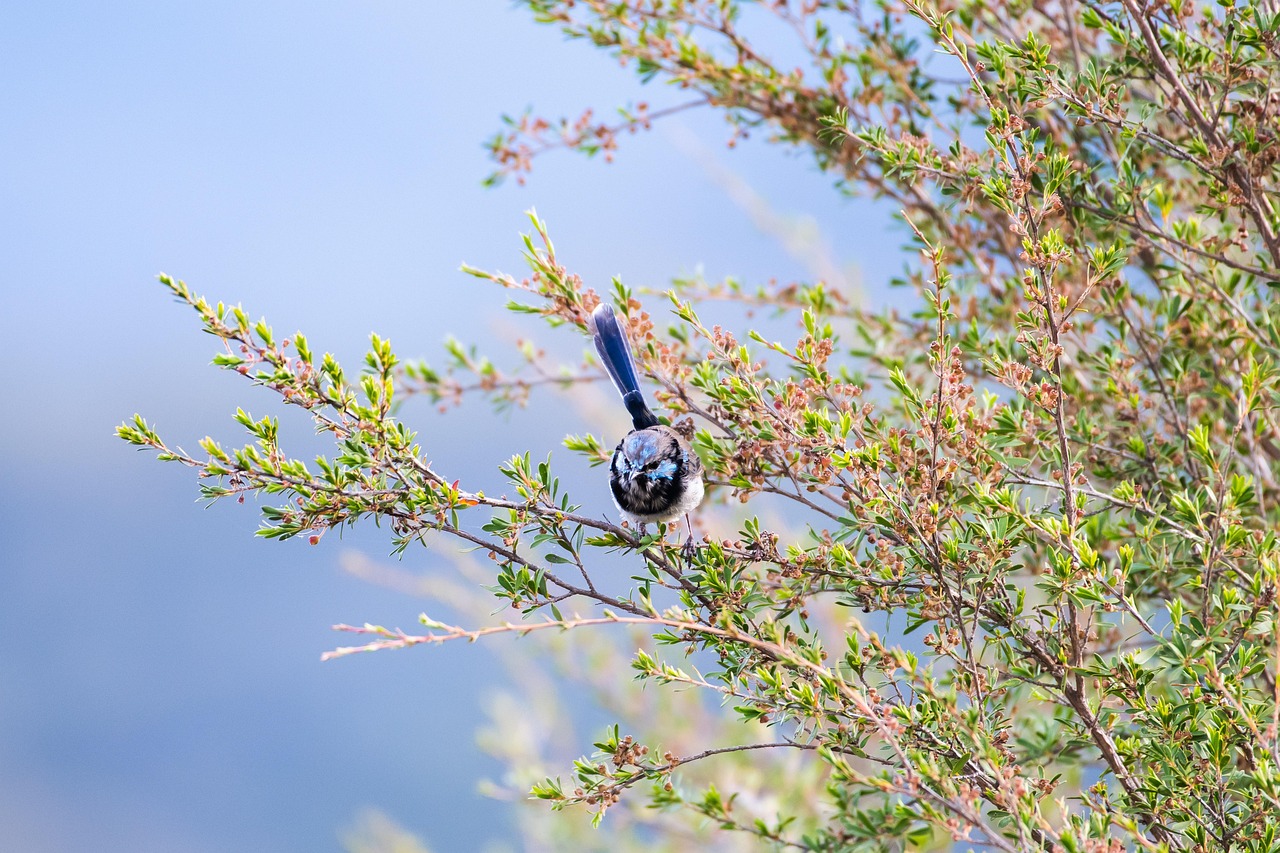 superb fairywren wren blue wren fairy wren bird malurus cyaneus male immature wings avian plumage nature feathers perched australian animal wildlife wild superb fairywren wren wren wren wren wren fairy wren fairy wren bird bird nature australian