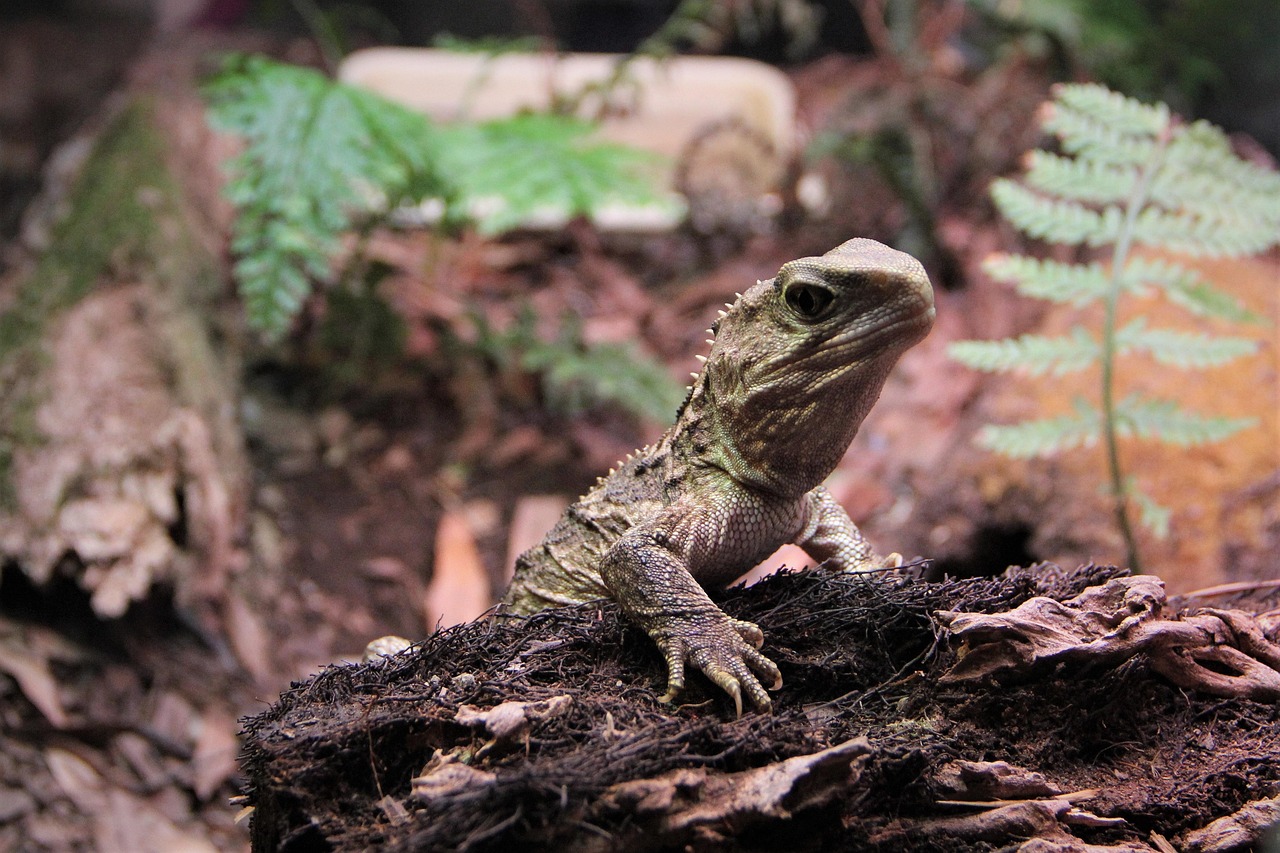 tuatara reptile scales lizard old dragon nz new zealand mount bruce wairarapa nature wildlife animals eye legs watching green endangered protected colorful environment bush leaves tuatara tuatara tuatara tuatara tuatara