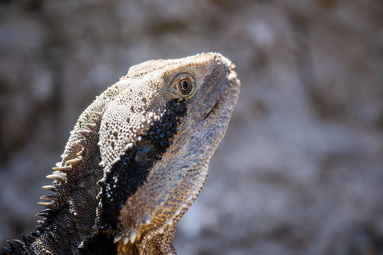 tuatara reptile endemic animal threatened species nature wildlife rhynchocephalia sphenodon punctatus living fossils triassic wilderness auckland new zealand nz tuatara tuatara tuatara tuatara tuatara