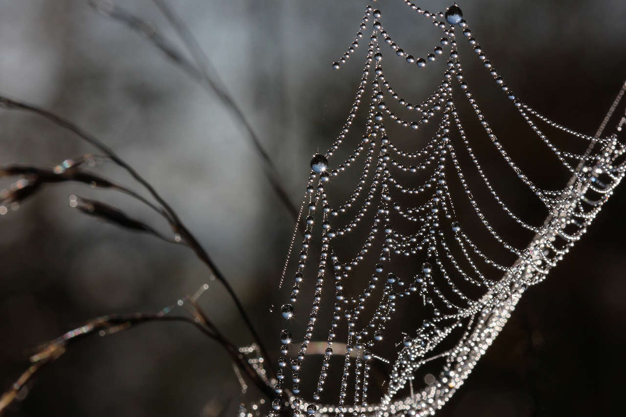 web dewdrops spider macro habitat spider spider spider spider spider habitat