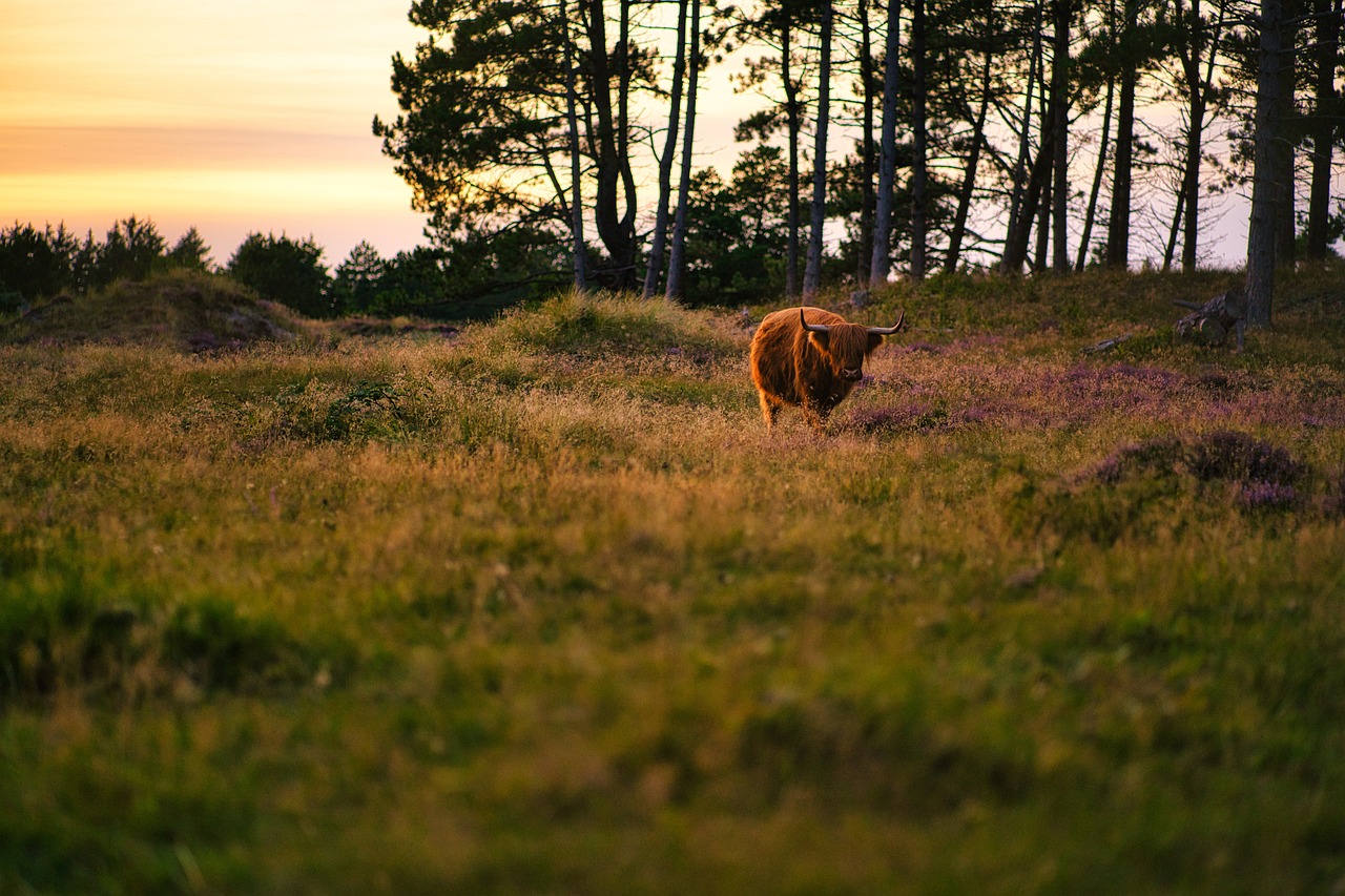 animal highland cattle mammal bull cow pasture grass nature bull bull bull bull bull cow cow cow cow pasture