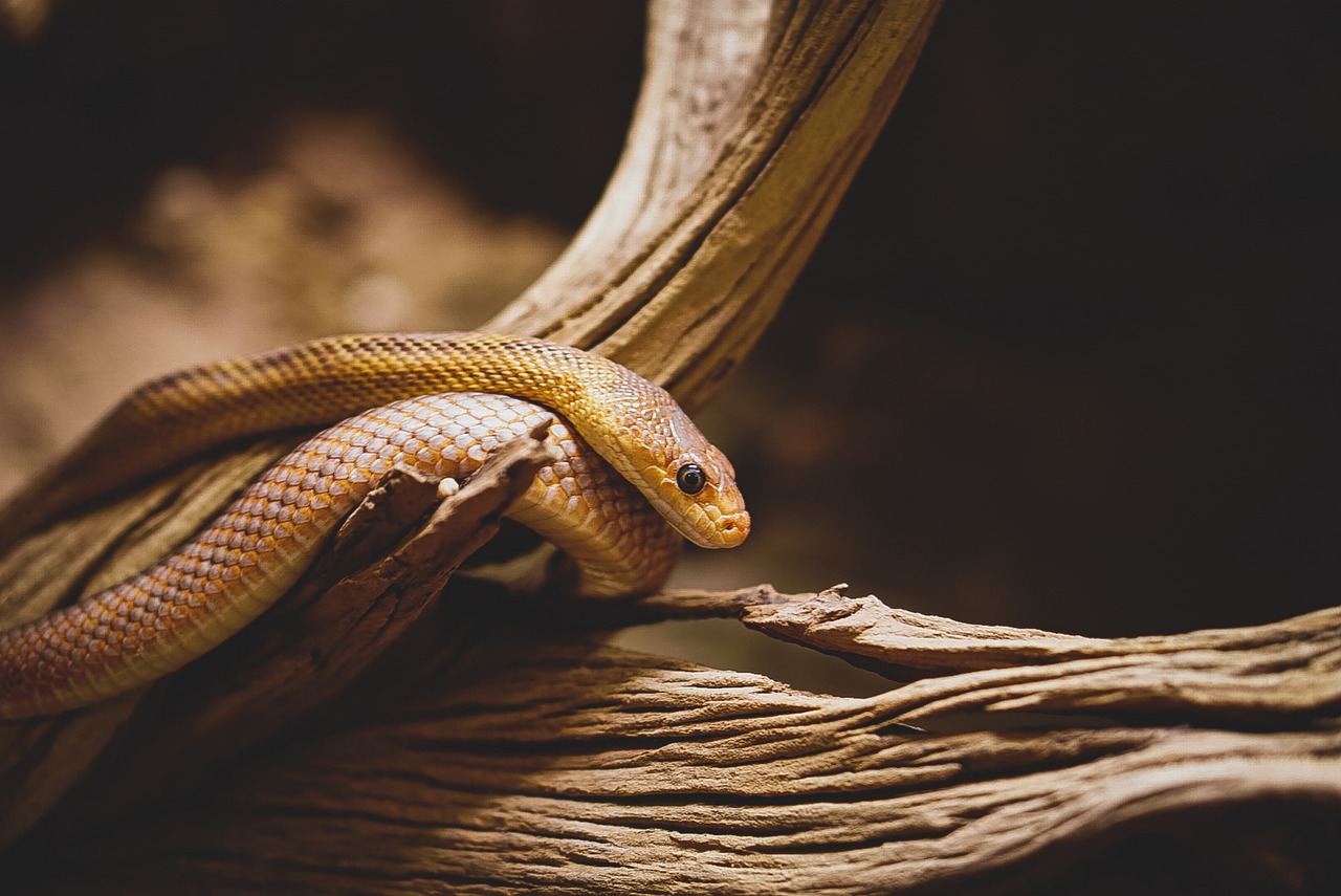 snake reptile animal scale wildlife portrait head snake head poison venomous cold-blooded nature wilderness snake snake snake snake snake