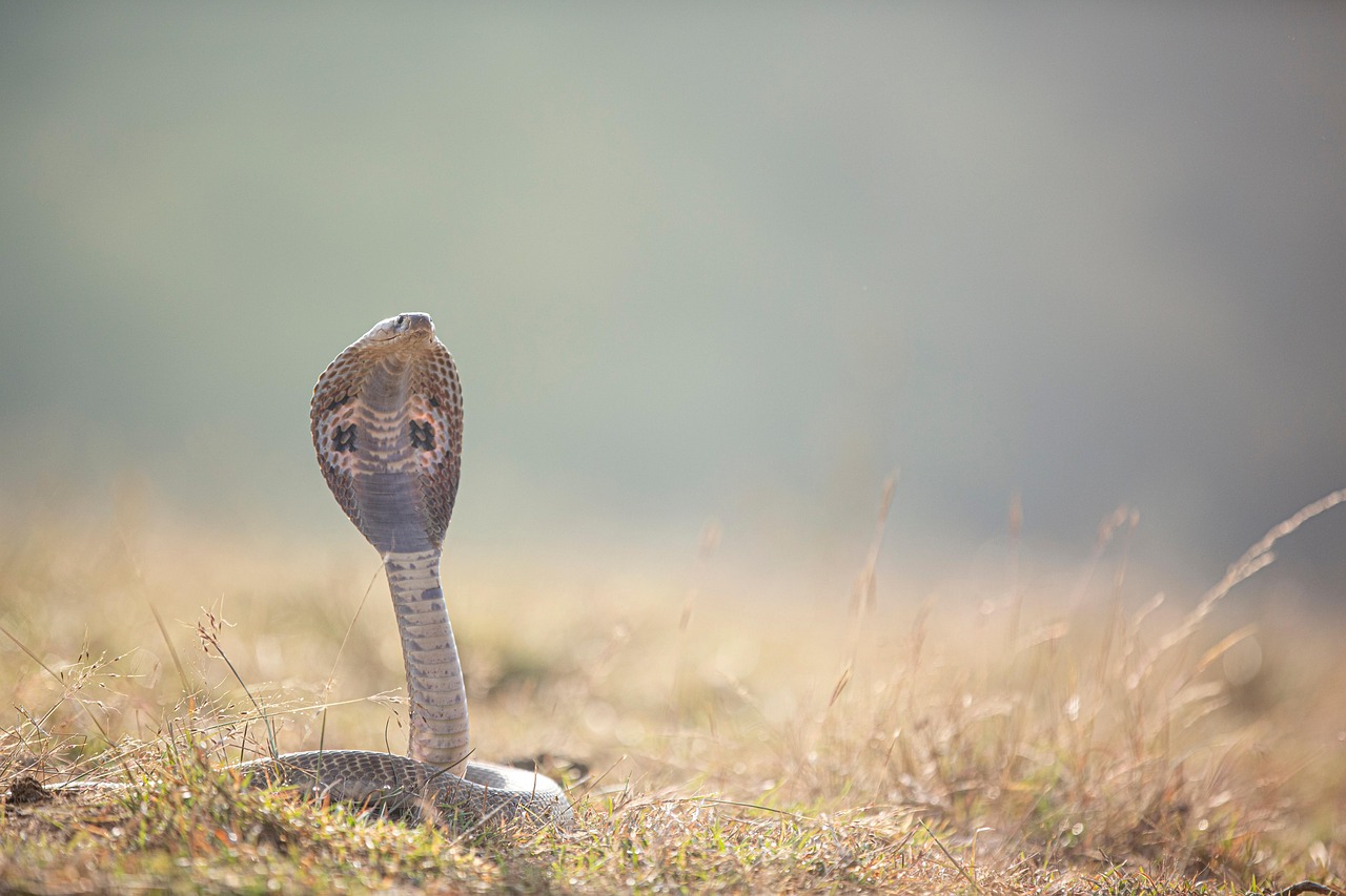 snake reptile species indian cobra wild dangerous snake snake snake snake snake
