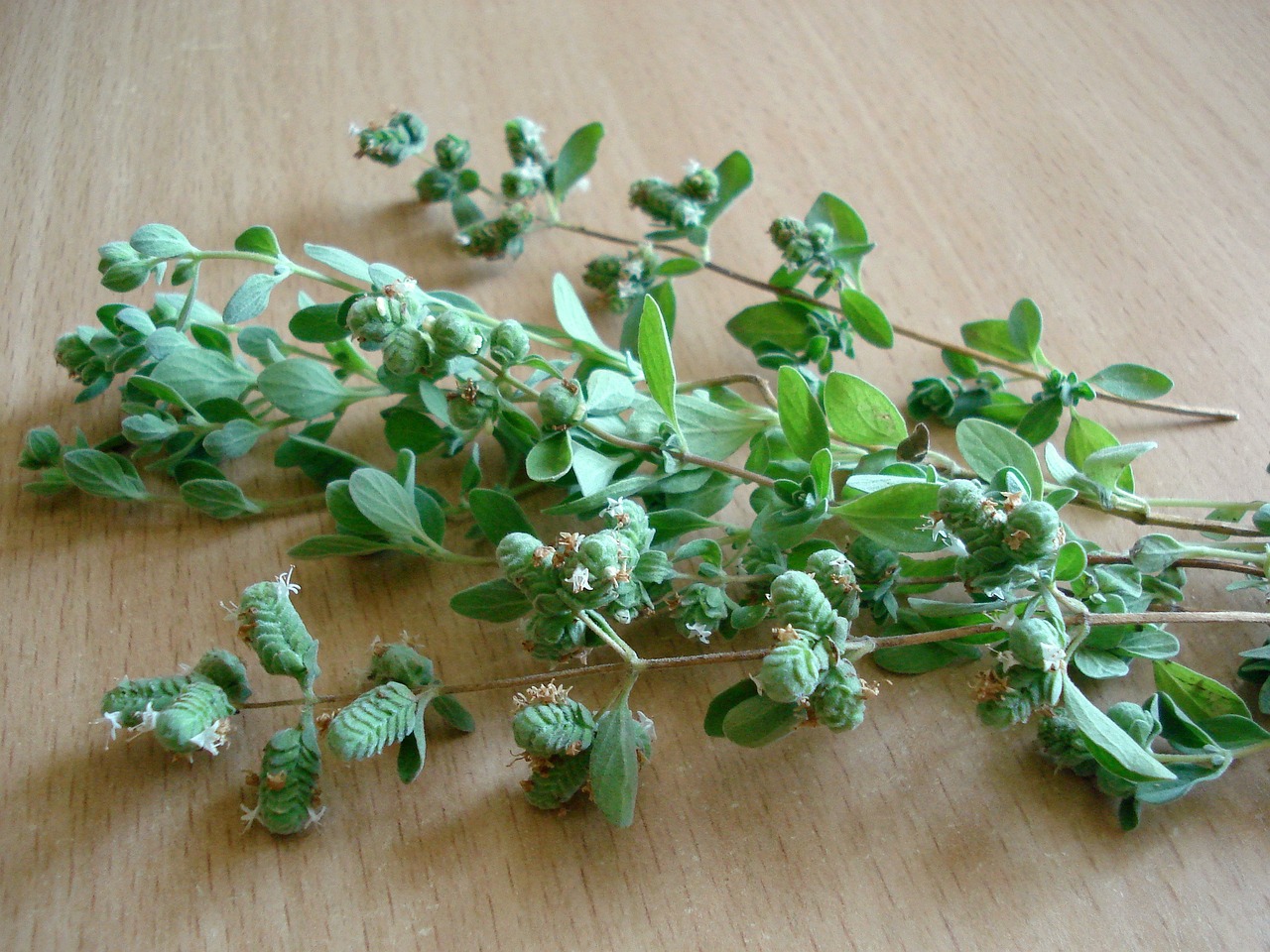 oregano greens oregano oregano oregano oregano oregano