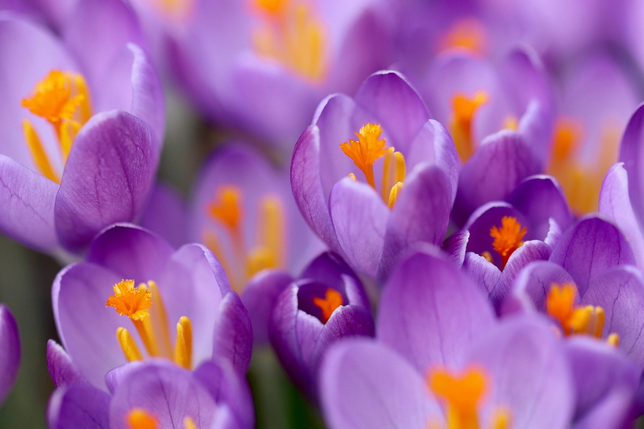 crocuses purple flowers early bloomer stamens petals early spring bloom crocuses early spring bloom bloom bloom bloom bloom
