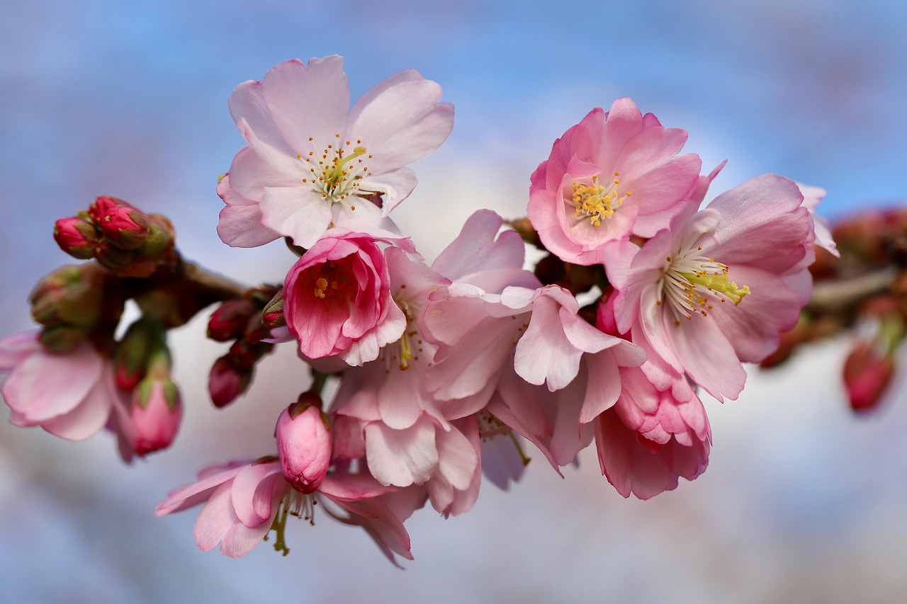 higan cherry spring cherry cherry blossoms blossom early bloomer flowering branch prunus subhirtella winter cherry blooming branch petals bloom spring bud blossom bloom pink flowers blooming botany nature