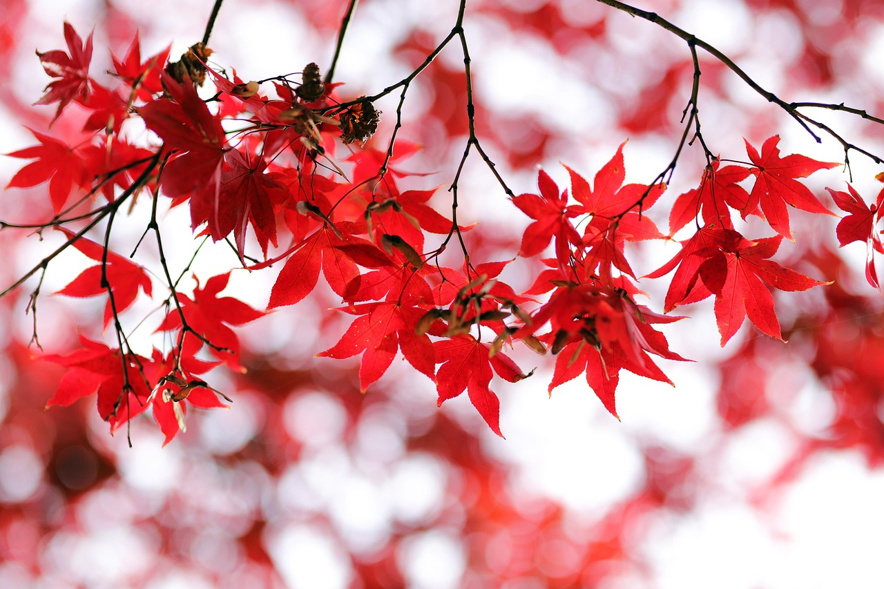maple leaves autumn foliage branches tree red leaves autumn leaves fall season nature garden bokeh closeup leaves autumn autumn autumn autumn autumn red leaves autumn leaves fall fall fall