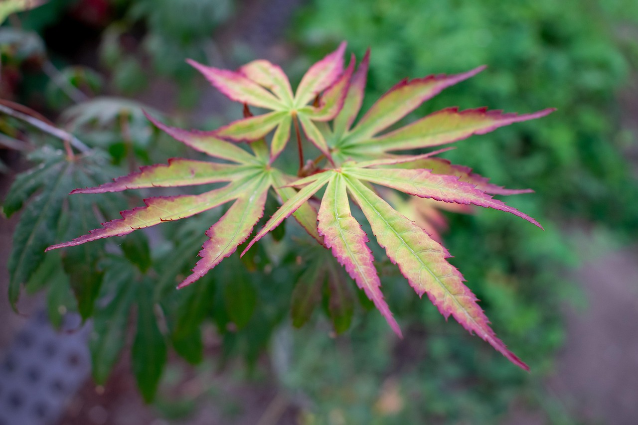 leaves fall nature multicoloured tip sheets