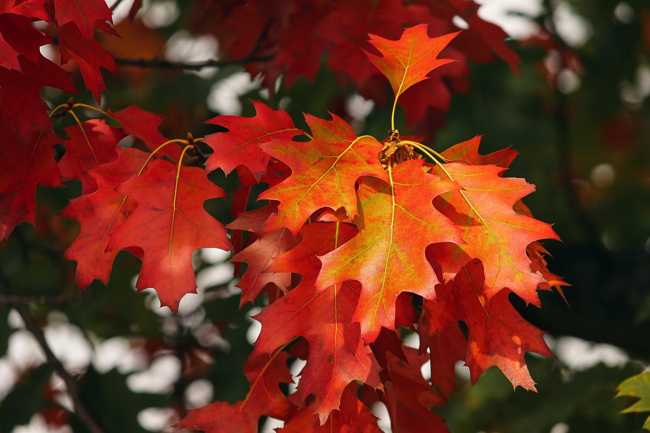 orange leaves autumn forest fall color nature fall leaves fall october autumn fall leaves fall leaves fall fall fall october october october october october