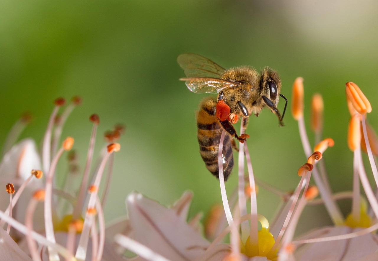 bee insect flower nectar honey bee flower background animal flower wallpaper nature beautiful flowers garden