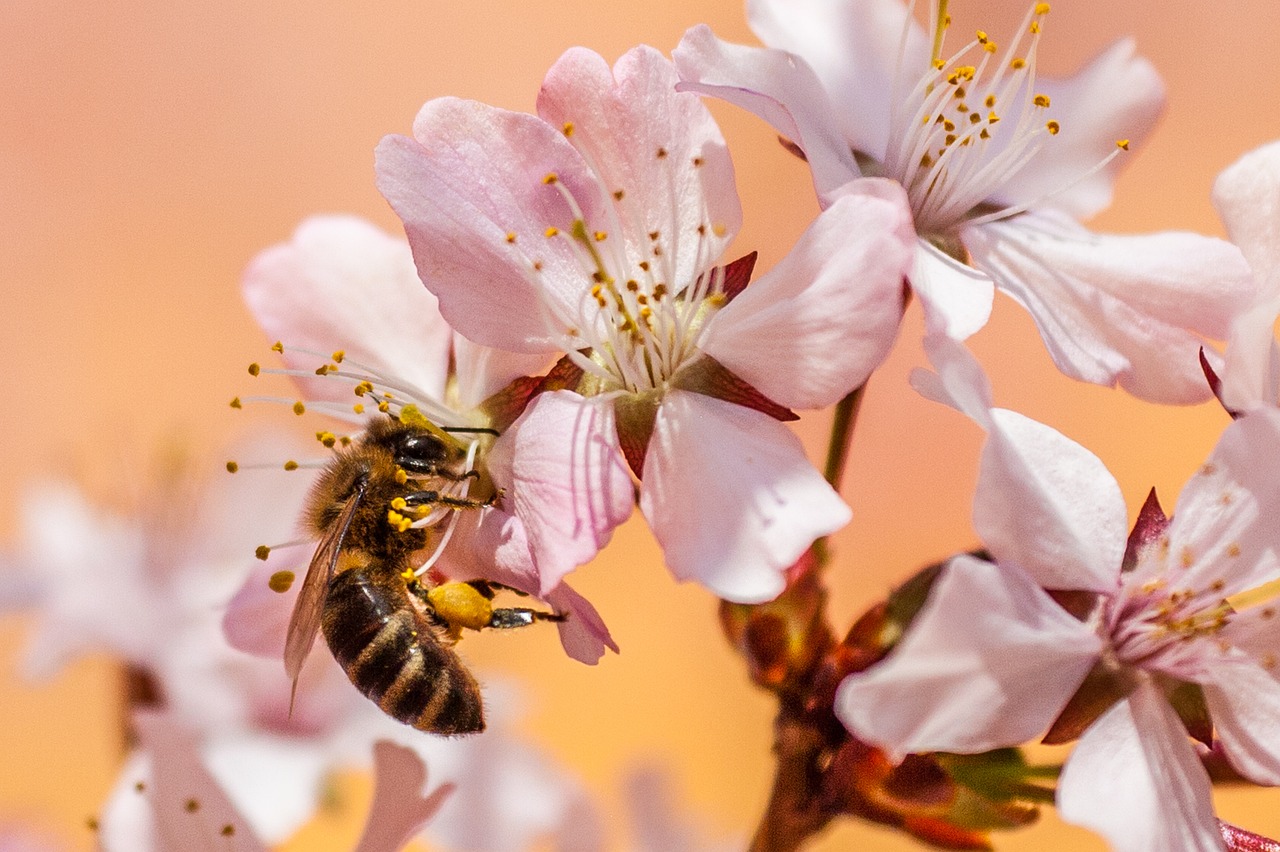 bee insect honey bee pollen garden nectar nature bloom blossoms collect close up pollination world bee day bee bee bee bee bee honey bee