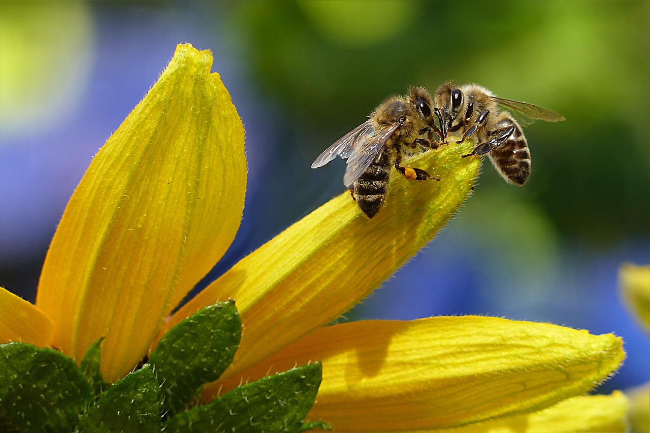 bee nature flower background beautiful flowers honey bee apis insect flower wallpaper flower garden