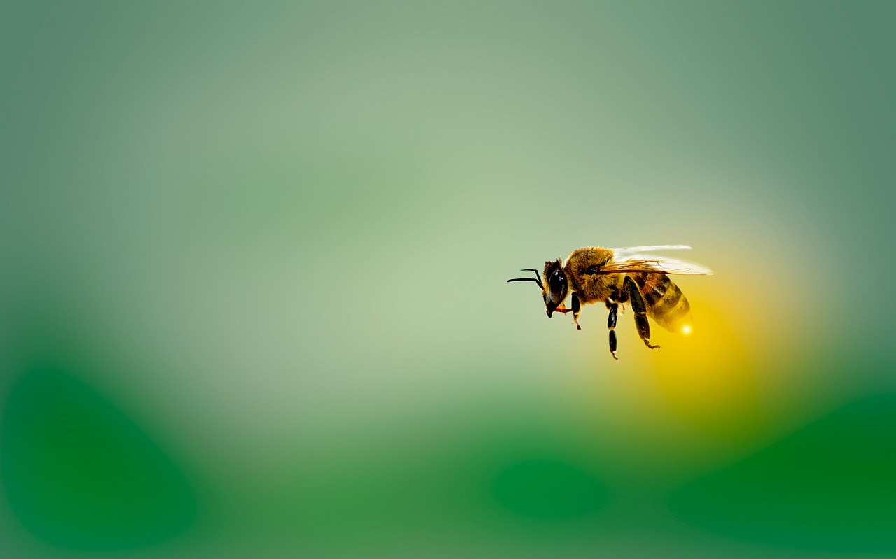 bee honeybee insect fly bee bee bee bee bee