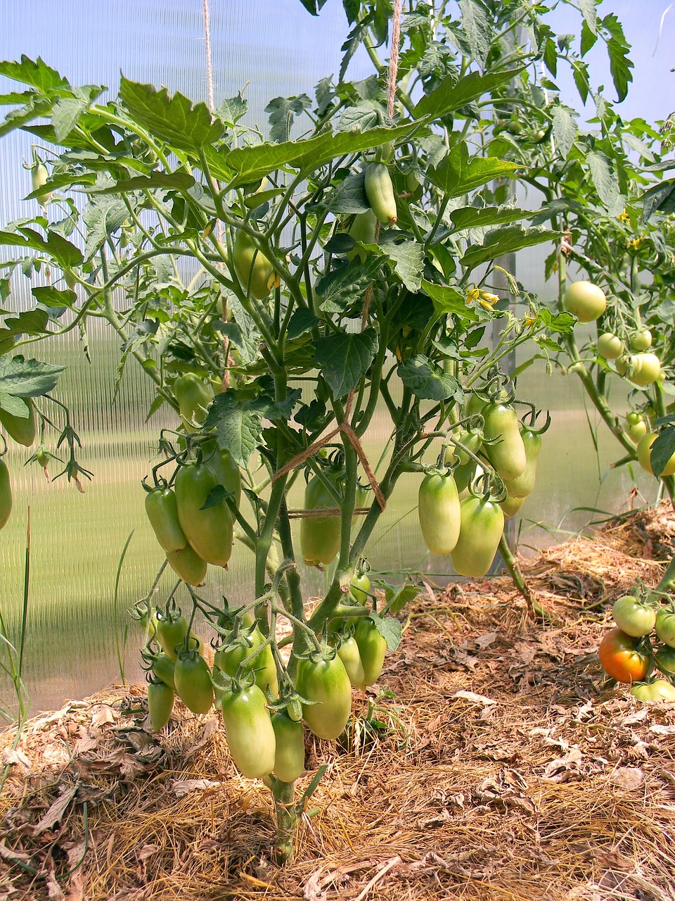 greenhouse tomato tomatoes nutrition food vegetarianism vegetables benefit diet tomatoes on a twig tomatoes close-up macro