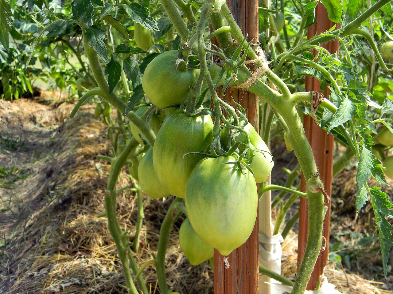 greenhouse tomato tomatoes nutrition food vegetarianism vegetables benefit diet tomatoes on a twig tomatoes close-up macro