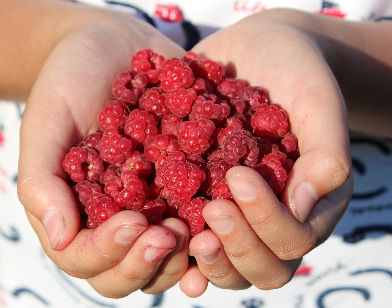 raspberry berry handful hands close-up red ripe raspberries raspberries vitamin health delicious benefit jam gift benefit benefit benefit benefit benefit