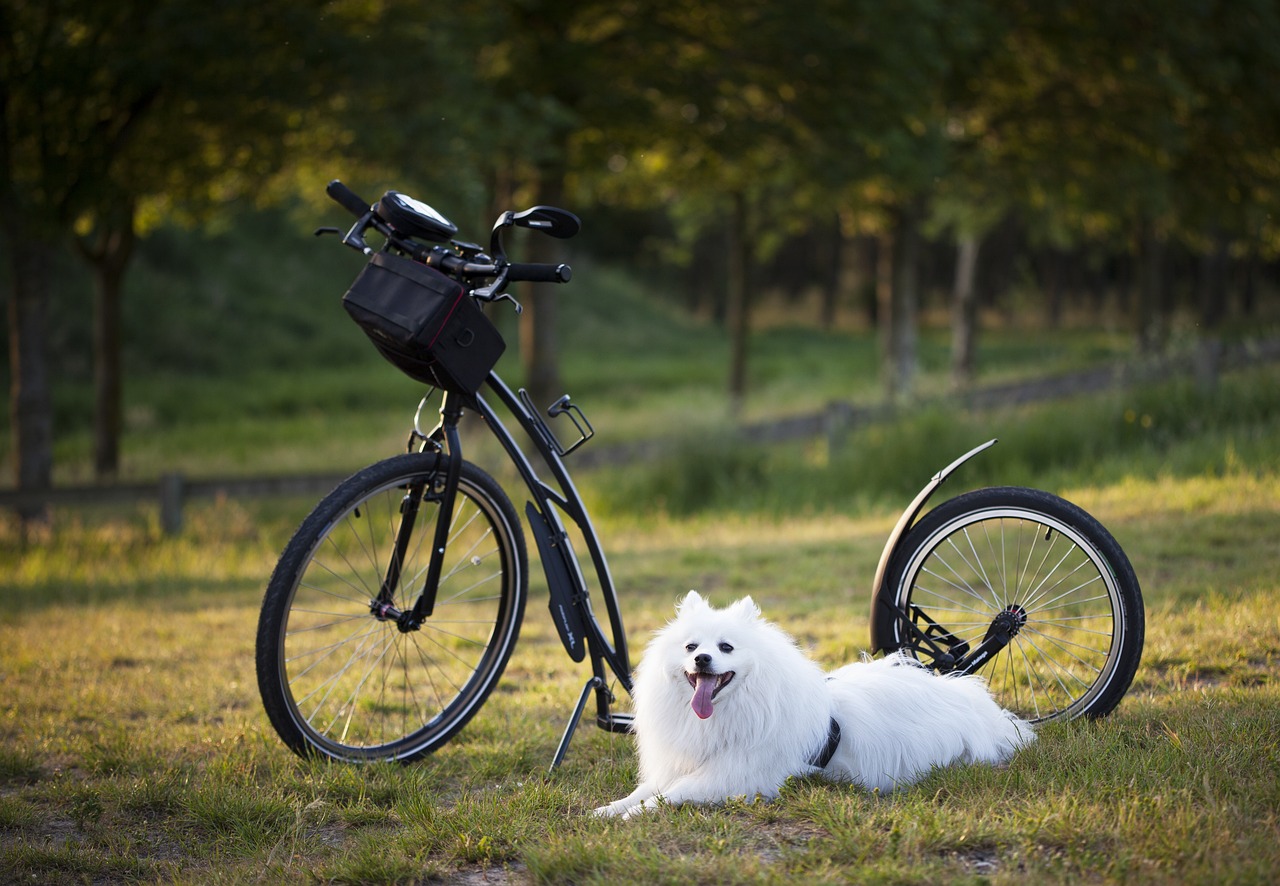 dog scooter bicycle wheels sport motion for a resolution to twist injury-free damage nature outdoors training animal active activity pet step