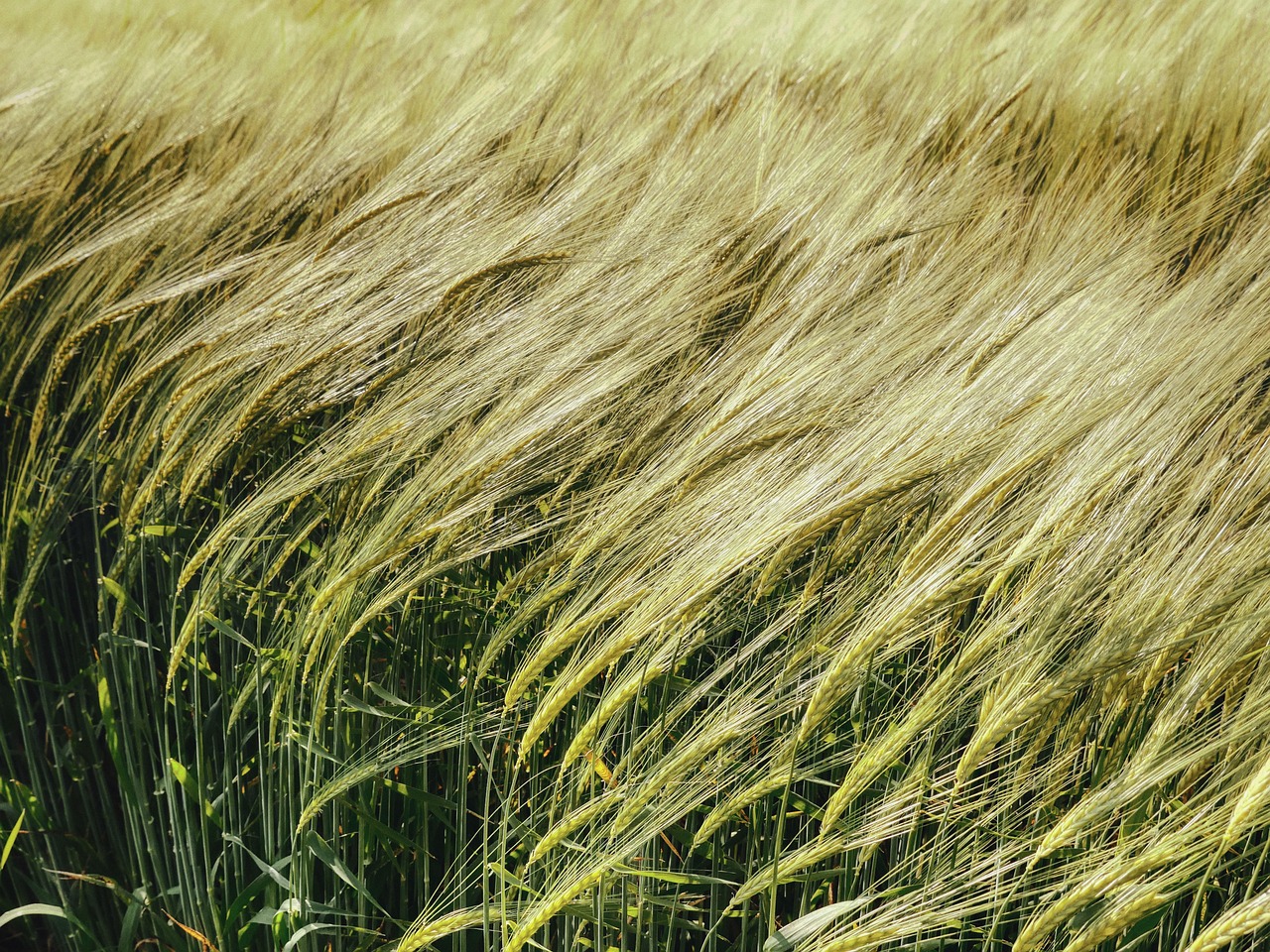 cornfield grain spike wheat agriculture nature backlighting grow green plant wheat agriculture grow grow grow grow grow green green green green plant