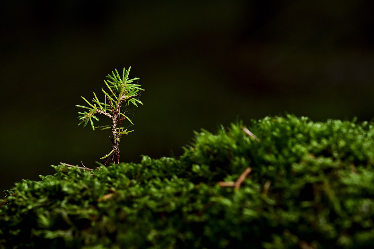 tree moss seedling plant grows grow green sapling growth nature up close moss moss moss moss moss seedling seedling seedling grow grow grow grow sapling sapling sapling growth growth growth