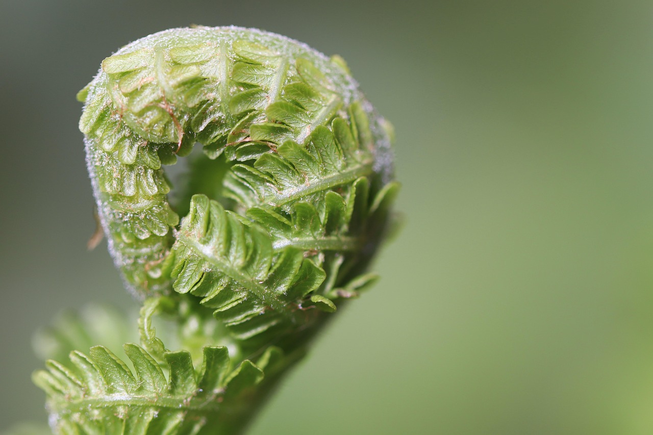 fern fern fronds unfold fern tip unroll green growth nature macro grow plant fern fern fern fern growth growth growth growth growth grow grow grow