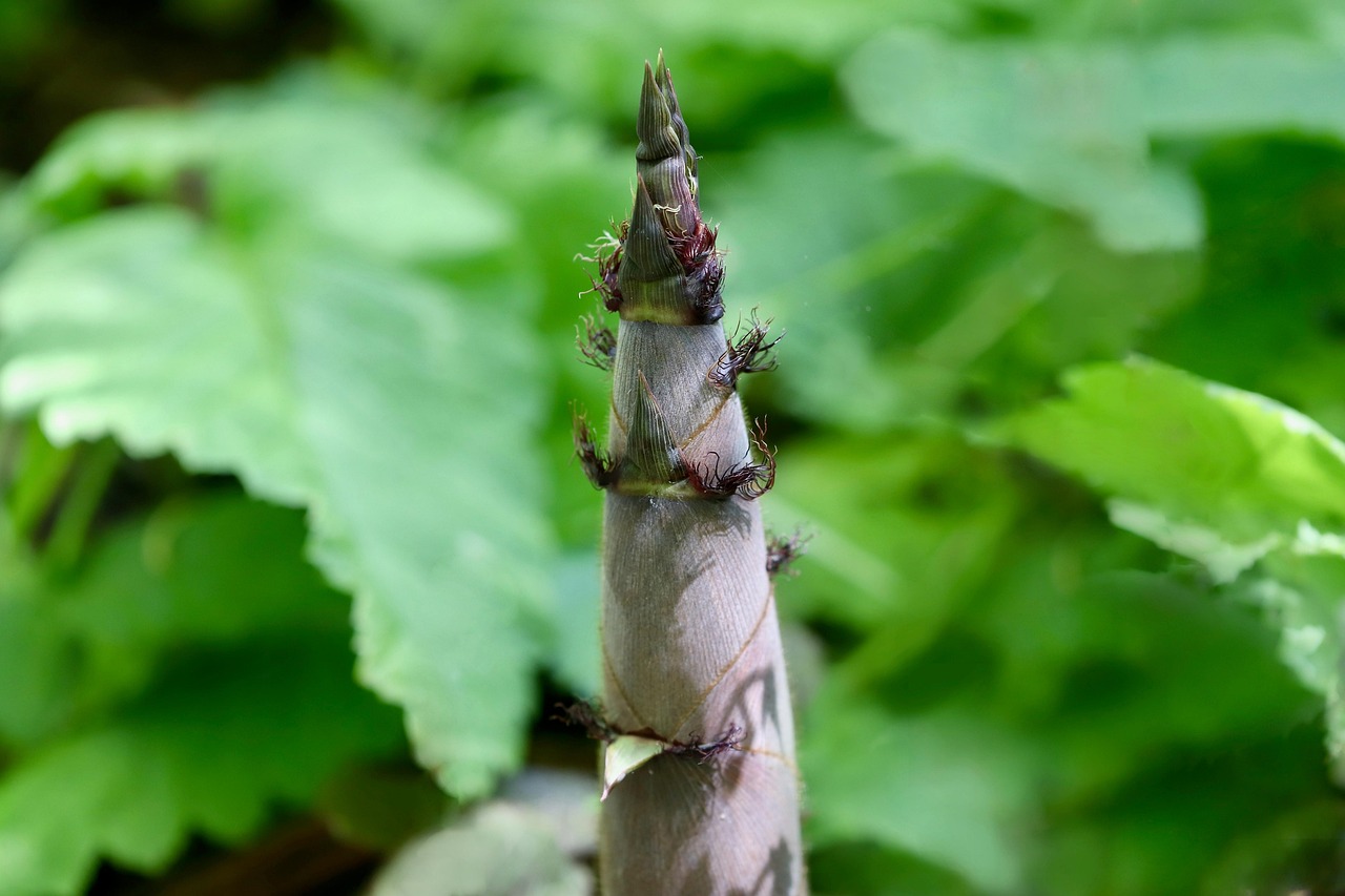 bamboo nature bamboo shoot bamboo tip growing growth sprouting spring