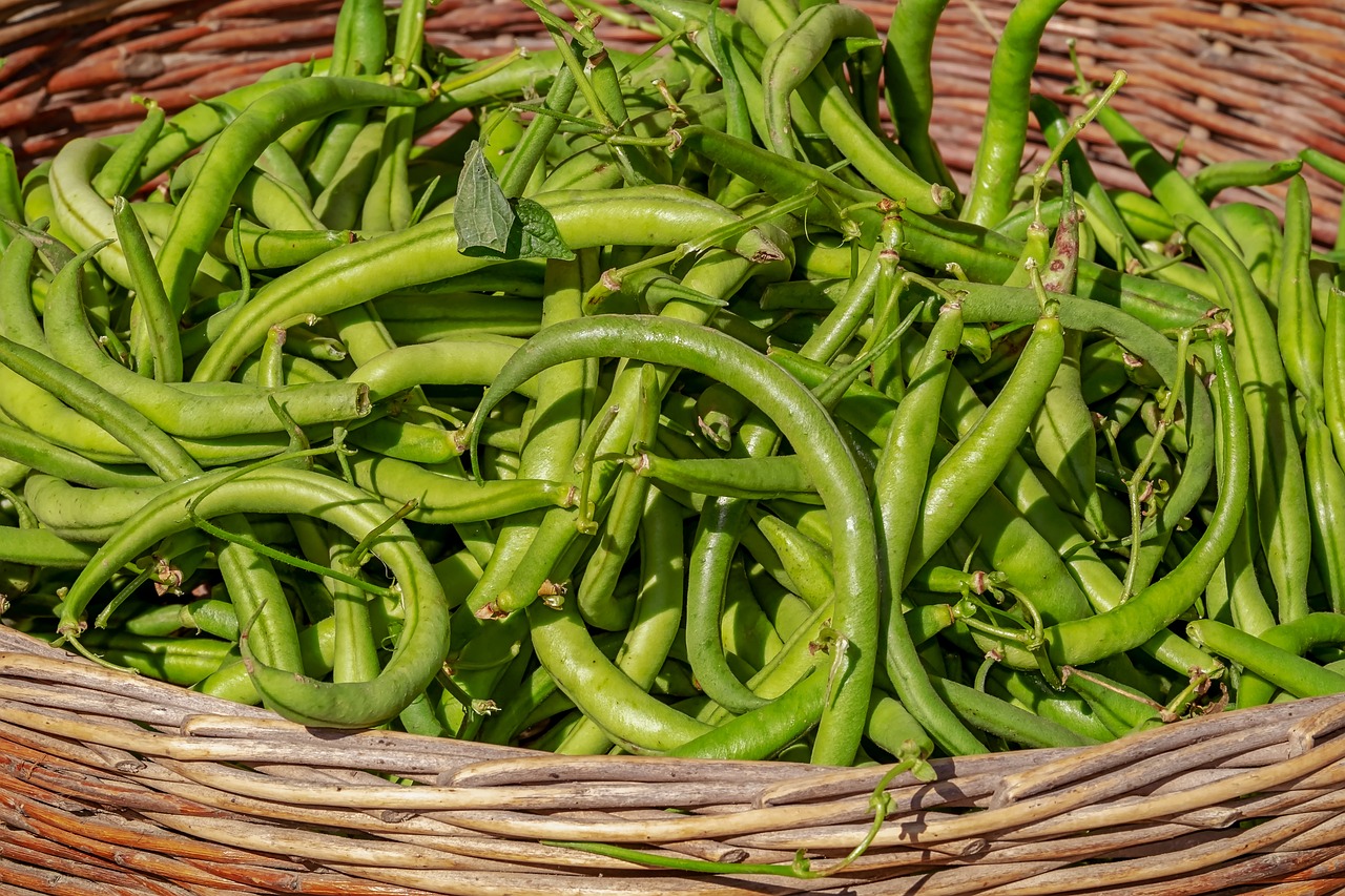 bush beans vegetable harvest beans fresh healthy raw beans beans beans beans beans