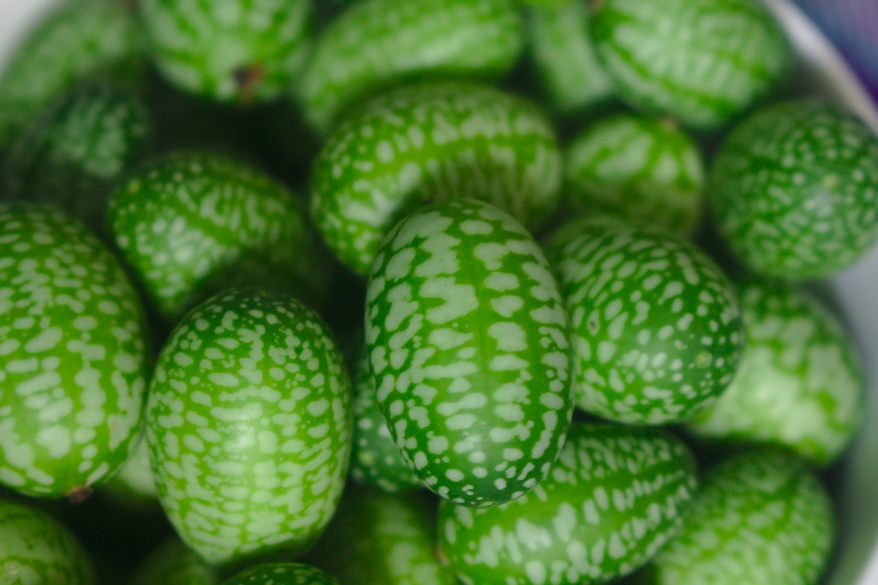 gherkin tiny small mexican sour gherkin melothria scabra cucamelon cucumber green vegetable natural raw freshness healthy organic vegan vegetarian delicious bowl healthy snack closeup cucamelon cucamelon cucamelon cucamelon cucamelon