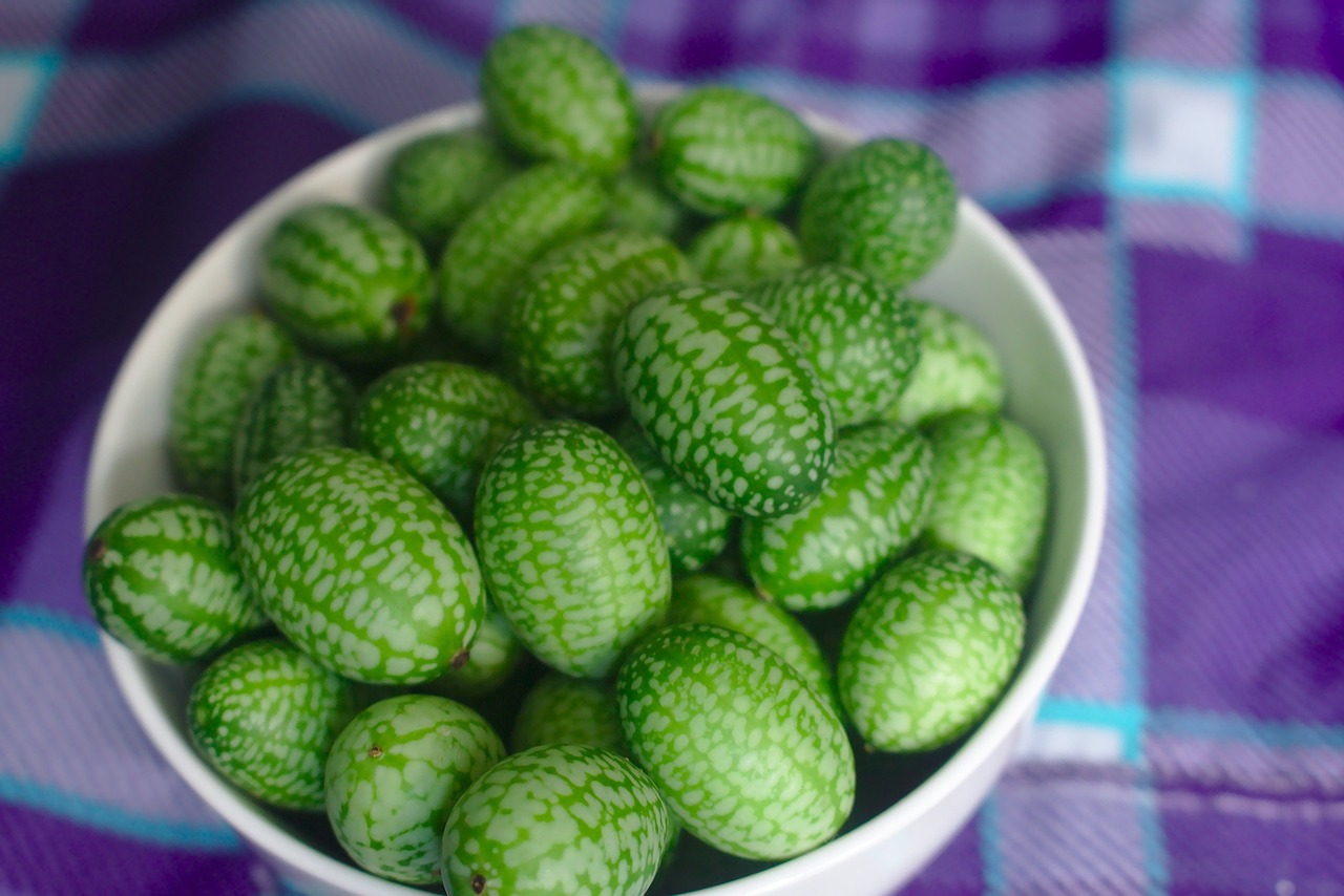 gherkin tiny small mexican sour gherkin melothria scabra cucamelon cucumber green purple vegetable natural raw freshness healthy organic vegan vegetarian delicious bowl healthy snack cucamelon cucamelon cucamelon cucamelon cucamelon
