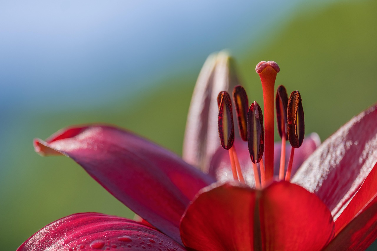 lily flower flower wallpaper stamen flower background lilium beautiful flowers red lily red flower petals bloom plant nature closeup