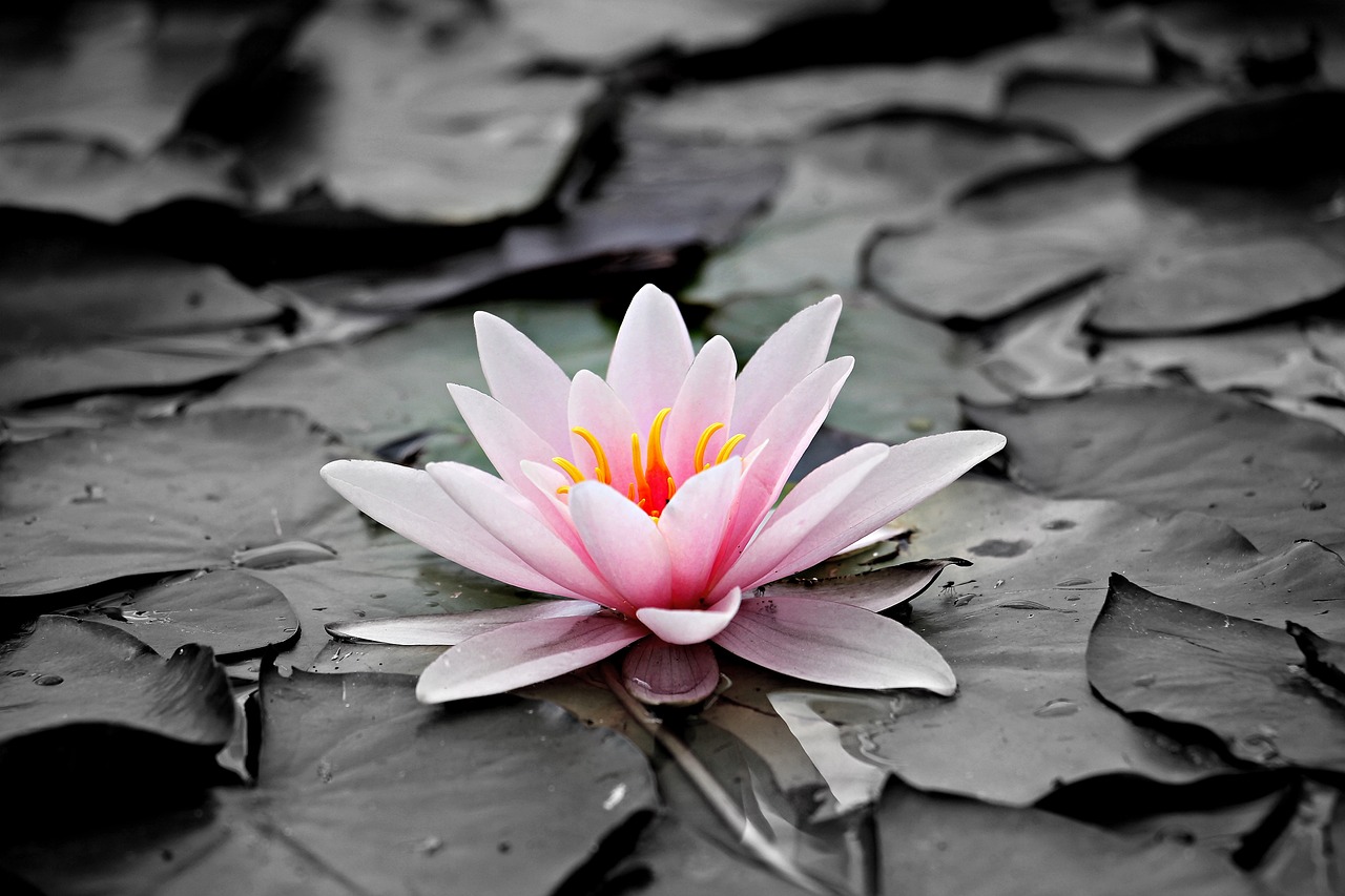 water lily flower background aquatic plant flower lily pads pink flower petals flower wallpaper pink petals pink water lily beautiful flowers blossom bloom lake rose nature